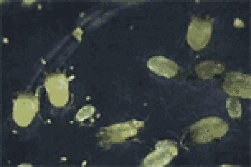 蟑螂满屋爬,蟑螂往身上爬好几只