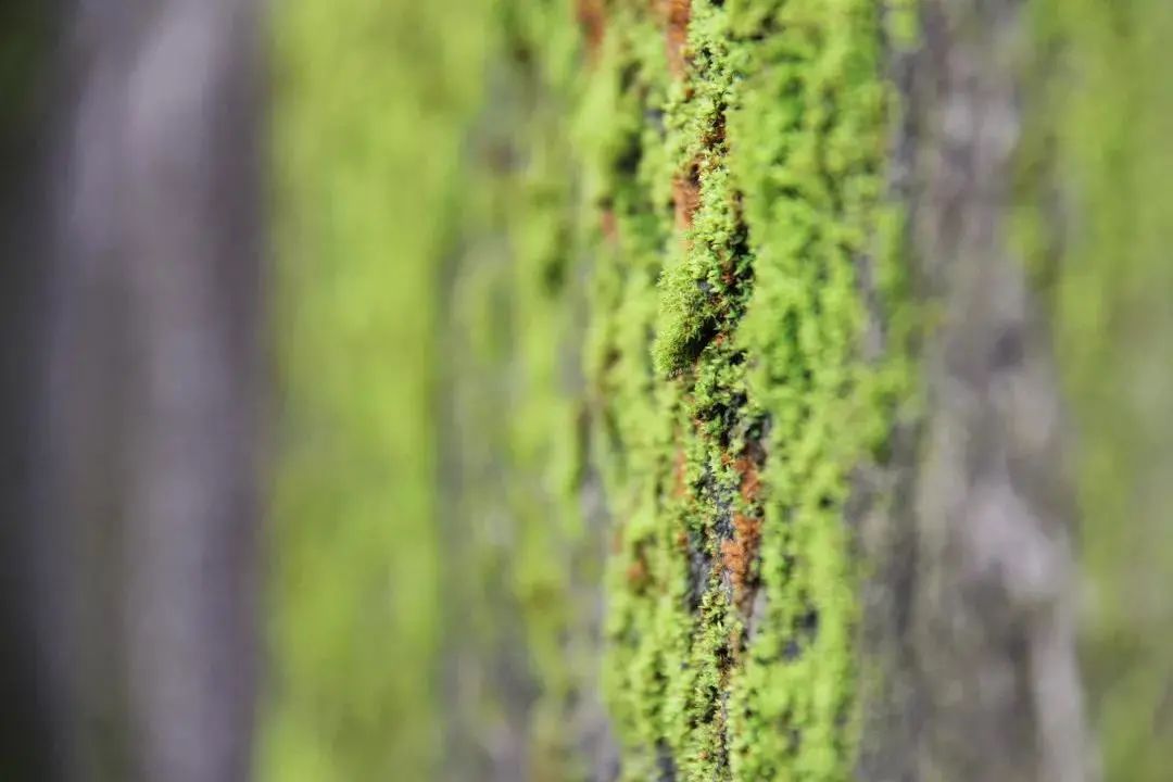 七彩西昌夜景美图,七彩西昌全景图