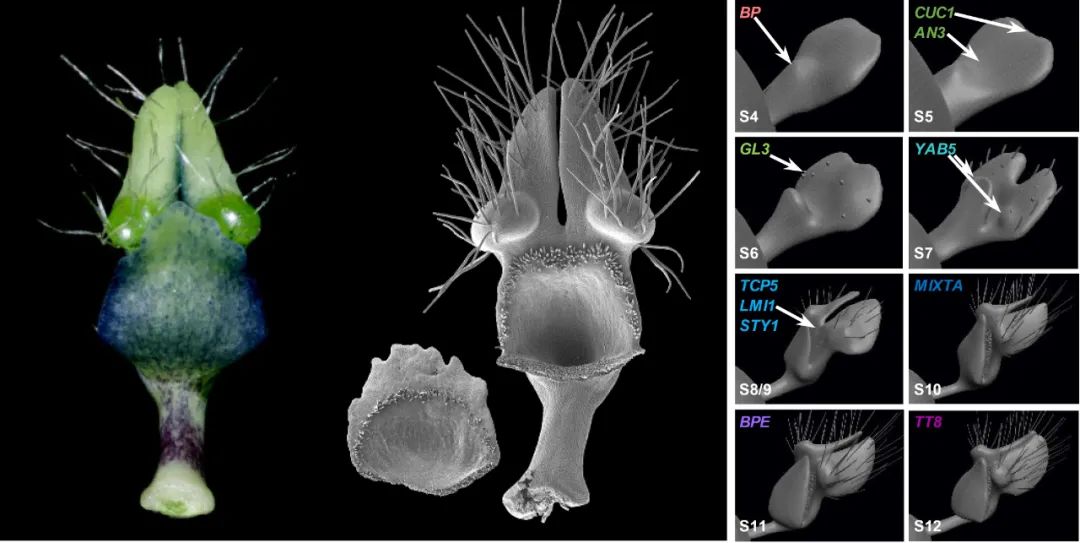 复杂花钿图,花瓣造型景观设计