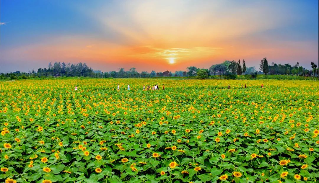 果实圆熟之秋,百万流量主播带你走进新津