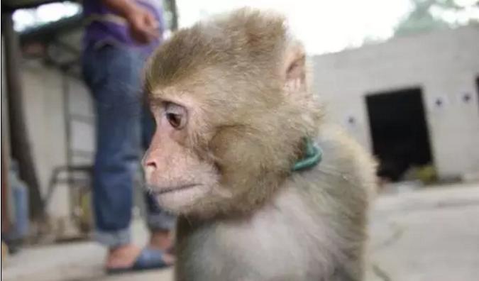 被铁链绑住，注射避孕药，连续伺候几百人后，她挣扎着死去……