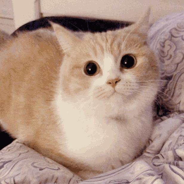 劣质美瞳伤眼怎么协商 (美瞳真的很伤眼吗)