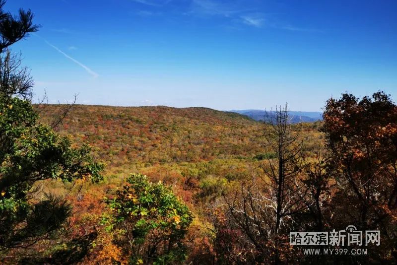 看万山红遍层林尽染全文图片,看万山红遍层林尽染全文朗诵