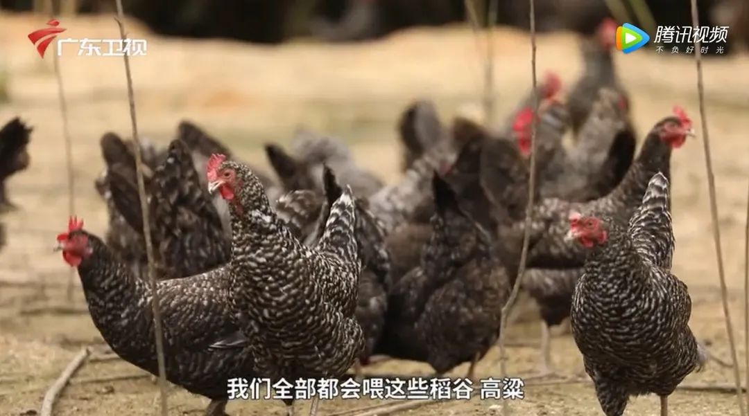 深山散养鸡哪里好吃,杂粮芦花鸡