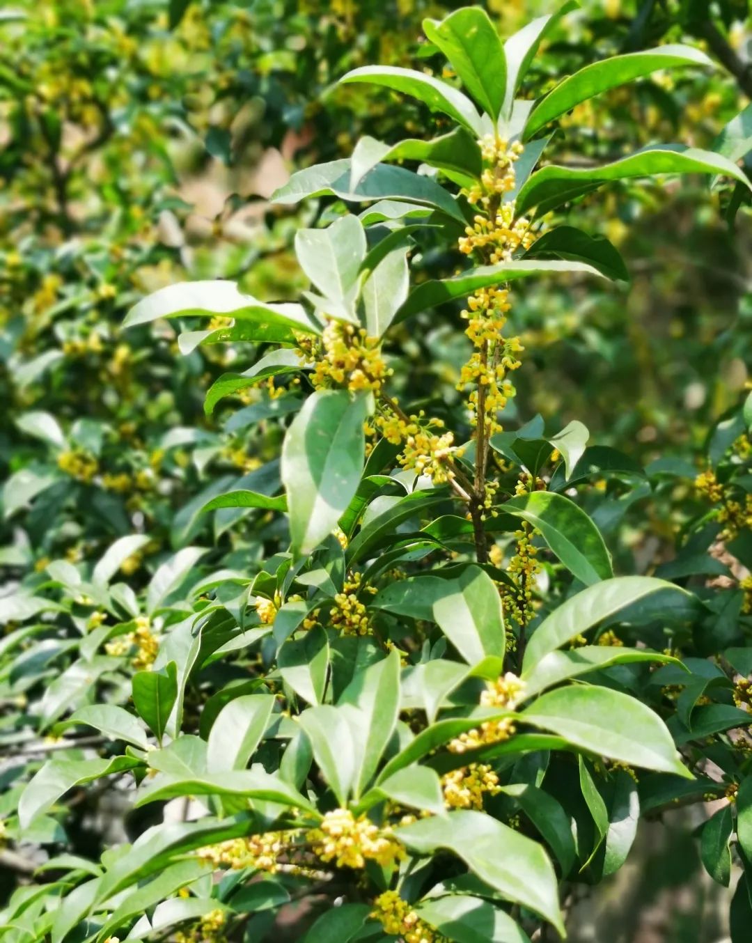 滨江多思创新学校,滨江学校全部排名