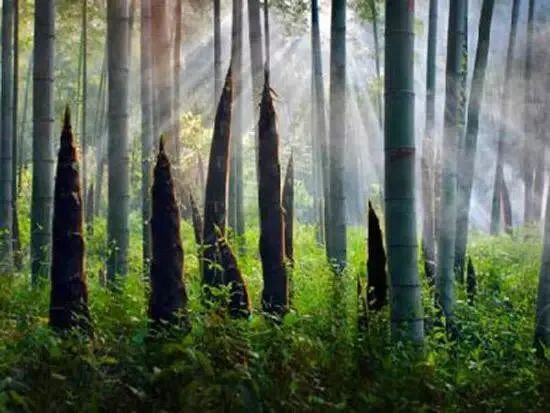 长江入渝第一镇,长江入渝