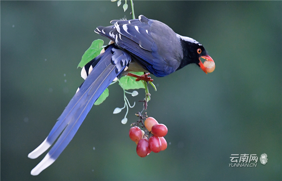 昆明金殿景色,云南昆明金殿公园绝美照片