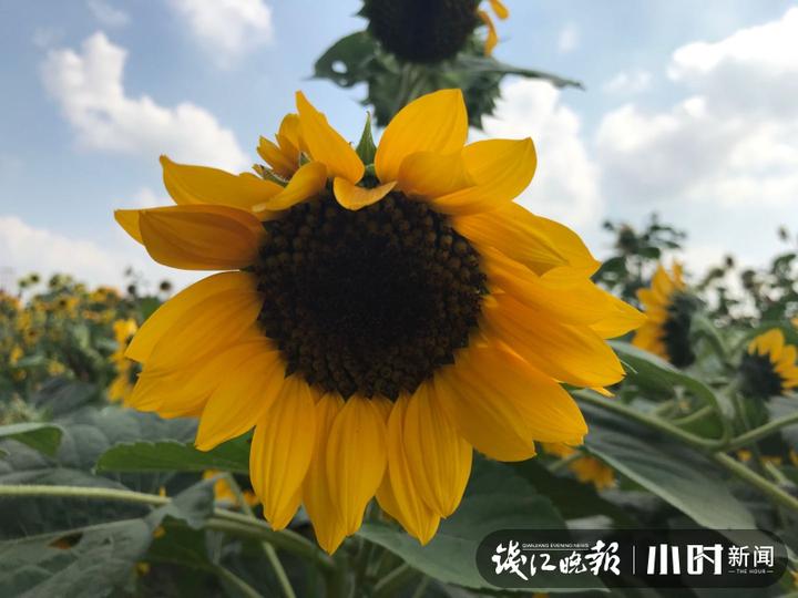 秋日盛宴！赏向日葵花海玩“猫猫兔”，省农科院杨渡科研创新基地多姿多彩