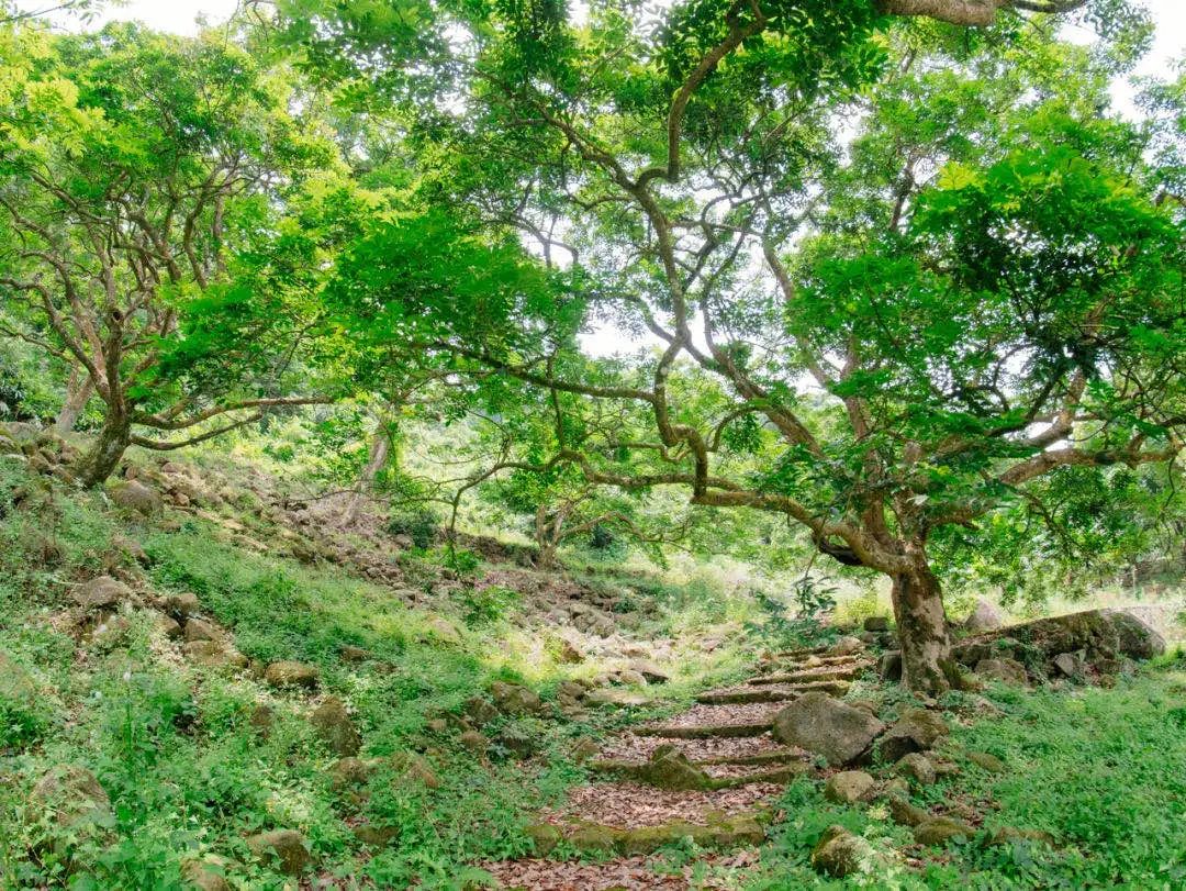 正是增城乌榄飘香时！一起去打榄、吃榄、看榄雕......