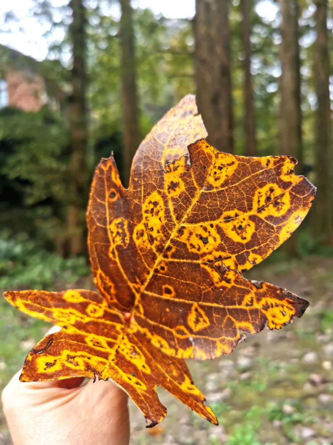 武汉人自驾游住哪里,武汉人自驾游住哪里好