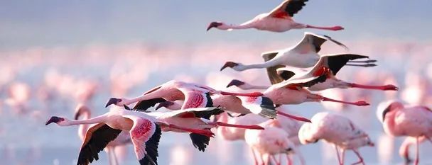 生命自然,自然文库的好书