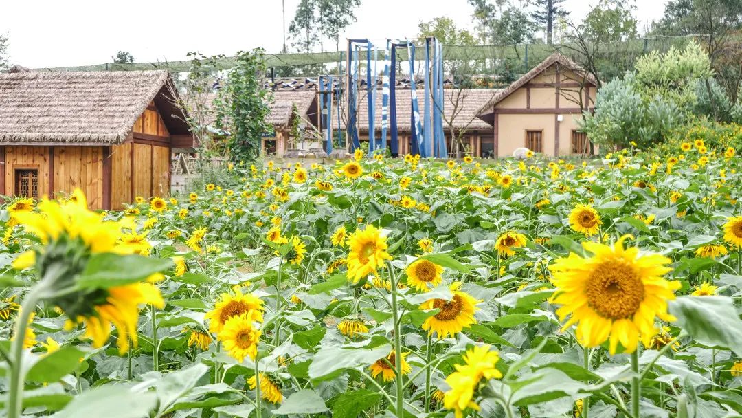成都双流晚上适合拍照打卡的地方,成都周末打卡推荐双流