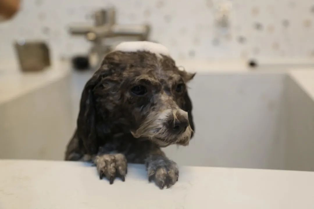 南京广电第六届萌宠节,南京广电萌宠节