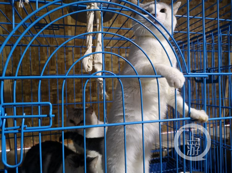 68岁老人收养1300只小动物,68岁老奶奶收养1300只流浪动物