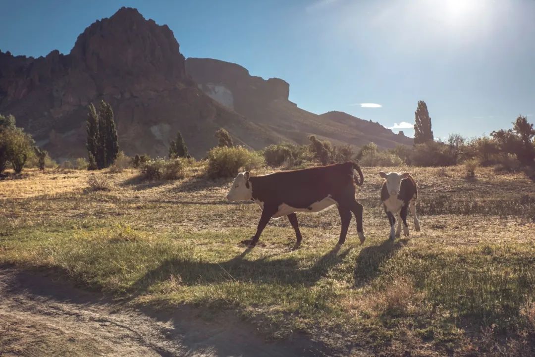 世界上只能吃素的国家,世界上唯一个不吃肉的国家