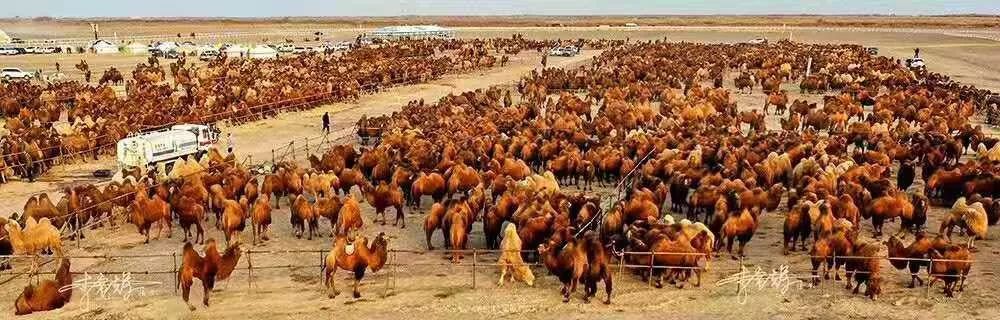 额济纳旗骆驼节,额济纳旗第三届骆驼那达慕