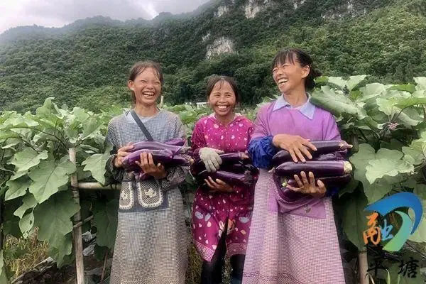 产业兴旺领航乡村振兴——平塘县特色农业产业发展综述