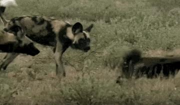 大蟒蛇跟蜜獾,蜜獾捕食大蟒蛇