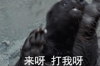 大蟒蛇跟蜜獾,蜜獾捕食大蟒蛇