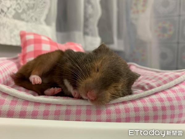 昨晚喝太多!鼠宝睡成黑糖Q麻糬 「扶起又软掉」坚持赖床