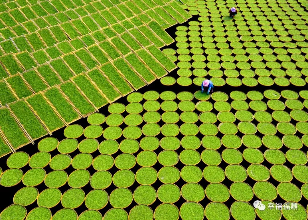 前国家队明星,福鼎足球赛