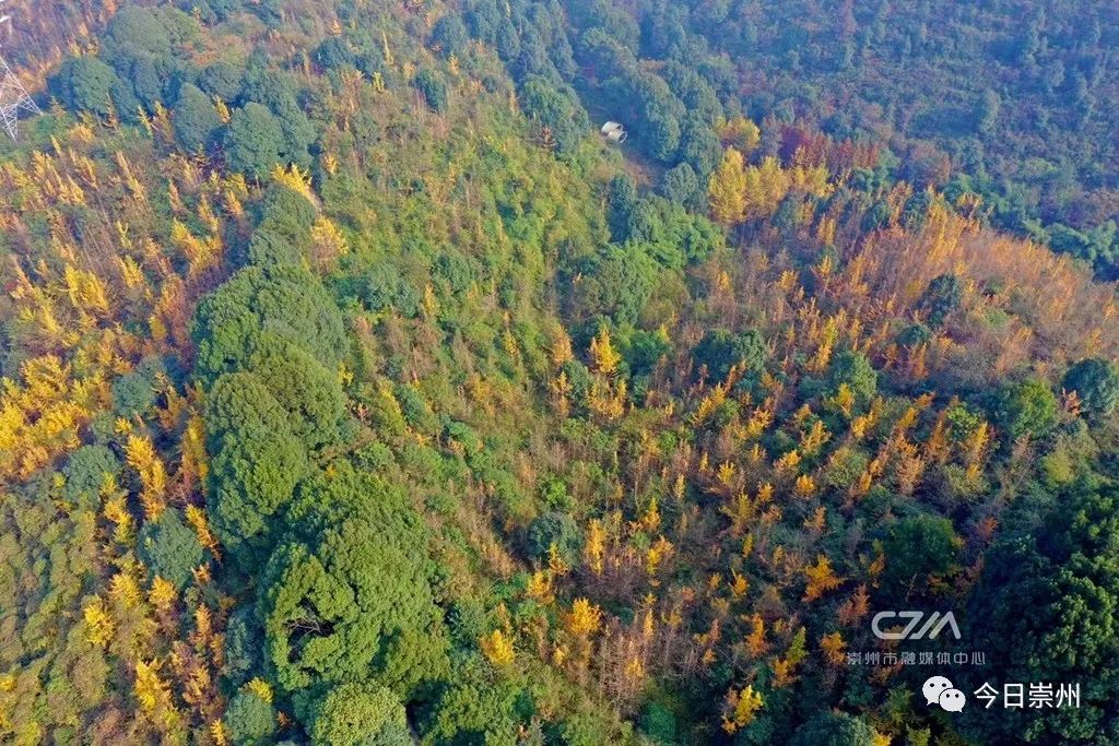 初秋彩林成都周边秘境,成都附近彩林秘境