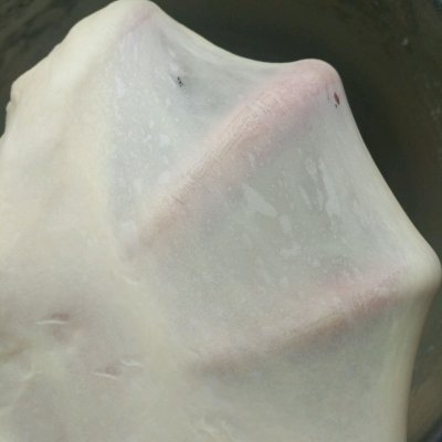 柔软的吐司面包,一发柔软吐司