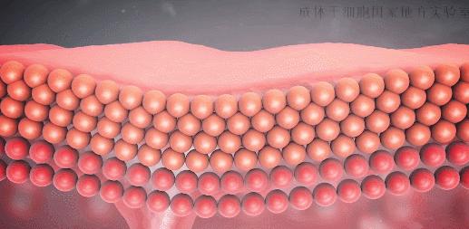 免疫细胞疗法与干细胞疗法,最简单通俗科普干细胞知识