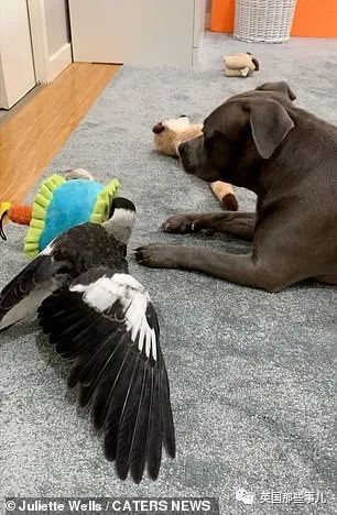 狗子把受伤的喜鹊当娃养，没怀过孕居然开始产奶