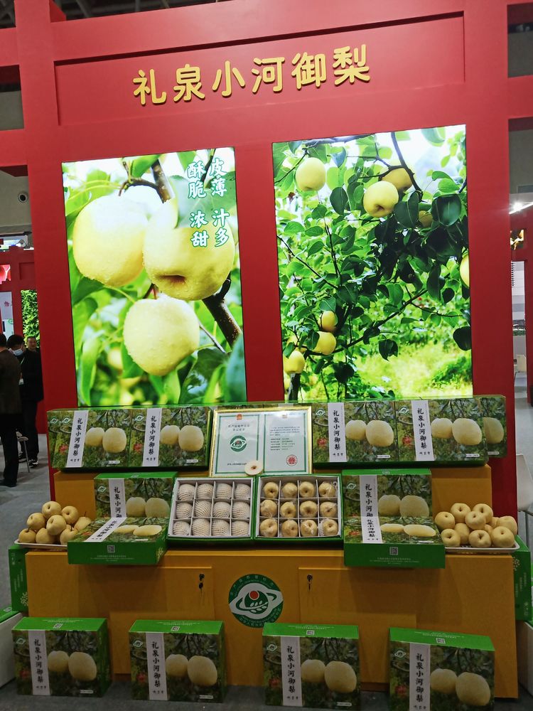 礼泉小河御梨最新消息,陕西礼泉苹果