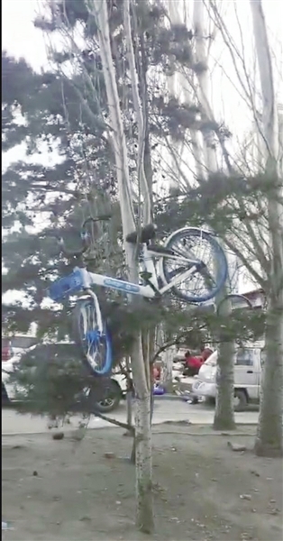 共享单车可以藏到树上吗,共享单车挂树上怎么挂