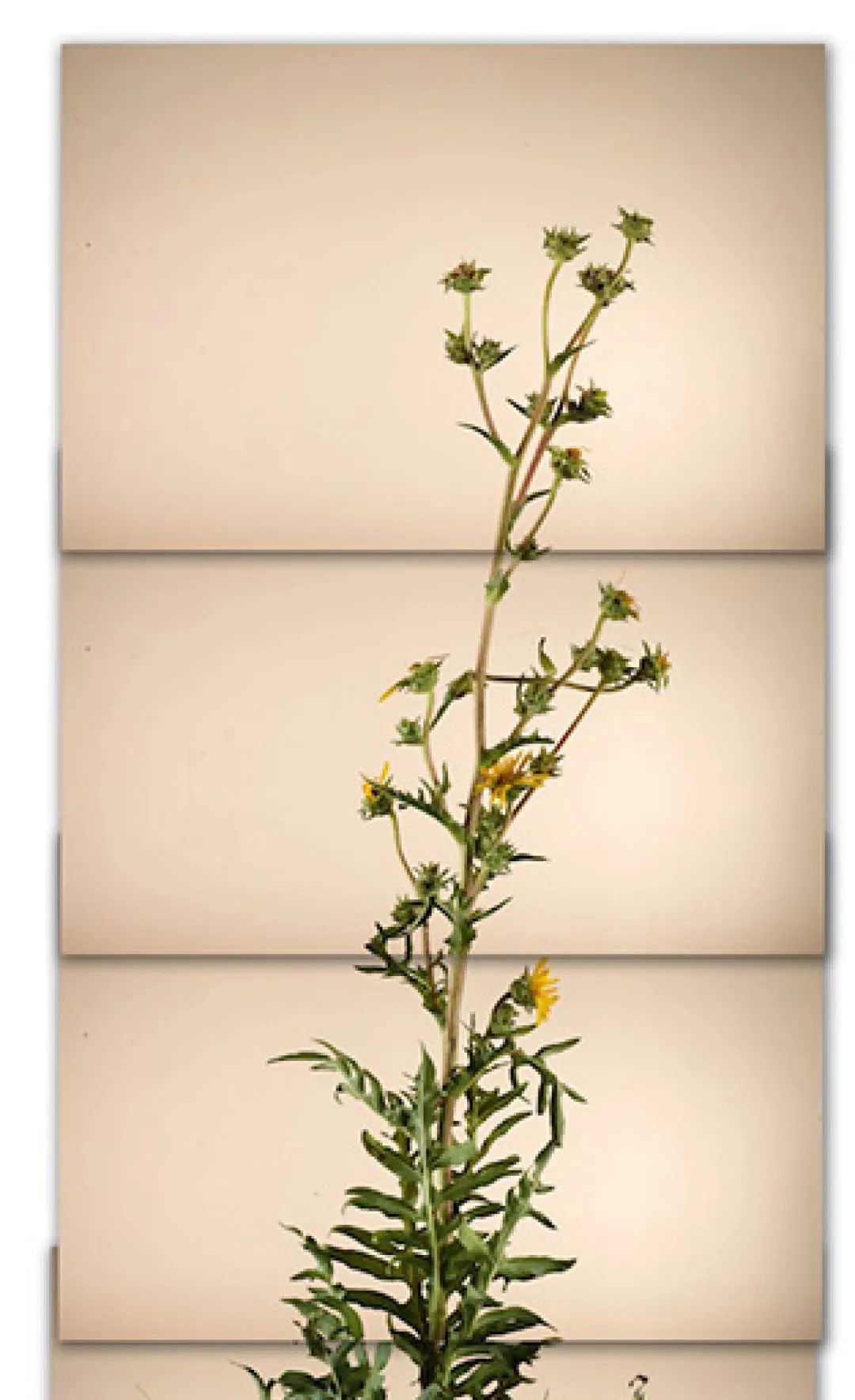 土这种物质，可太冤了