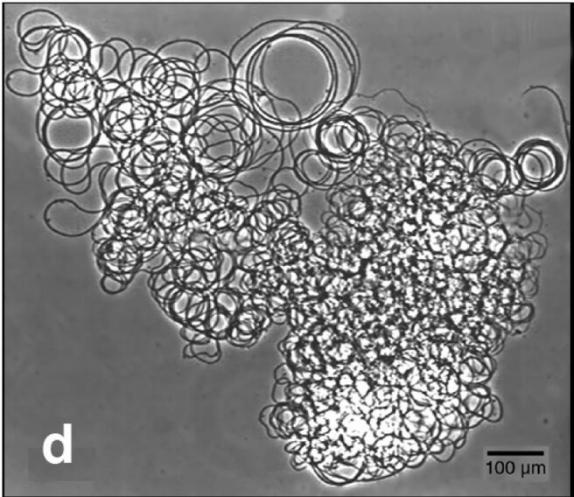 科学家发现上亿年前的信号,科学家发现精子质量