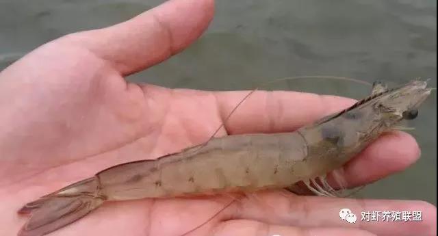 对虾出现肠炎的防治方法,对虾肠炎怎么治疗最好