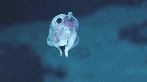 章鱼嘟嘴是真的吗,章鱼嘟嘟嘟