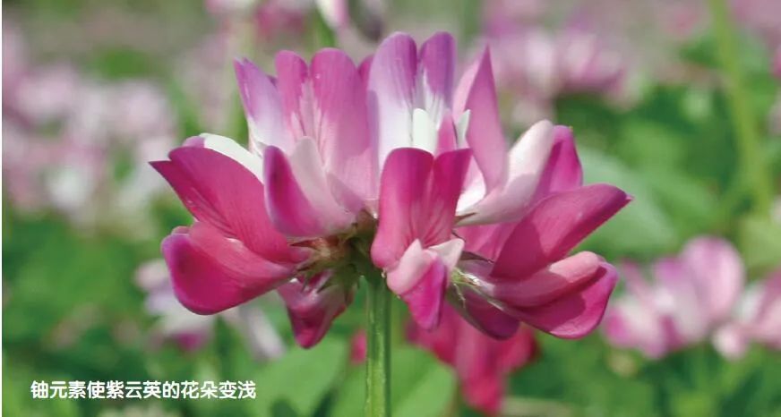 植物“采矿工”，你值得拥有