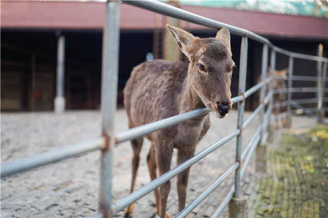 上海和平公园的动物们都走了吗,上海和平公园看动物