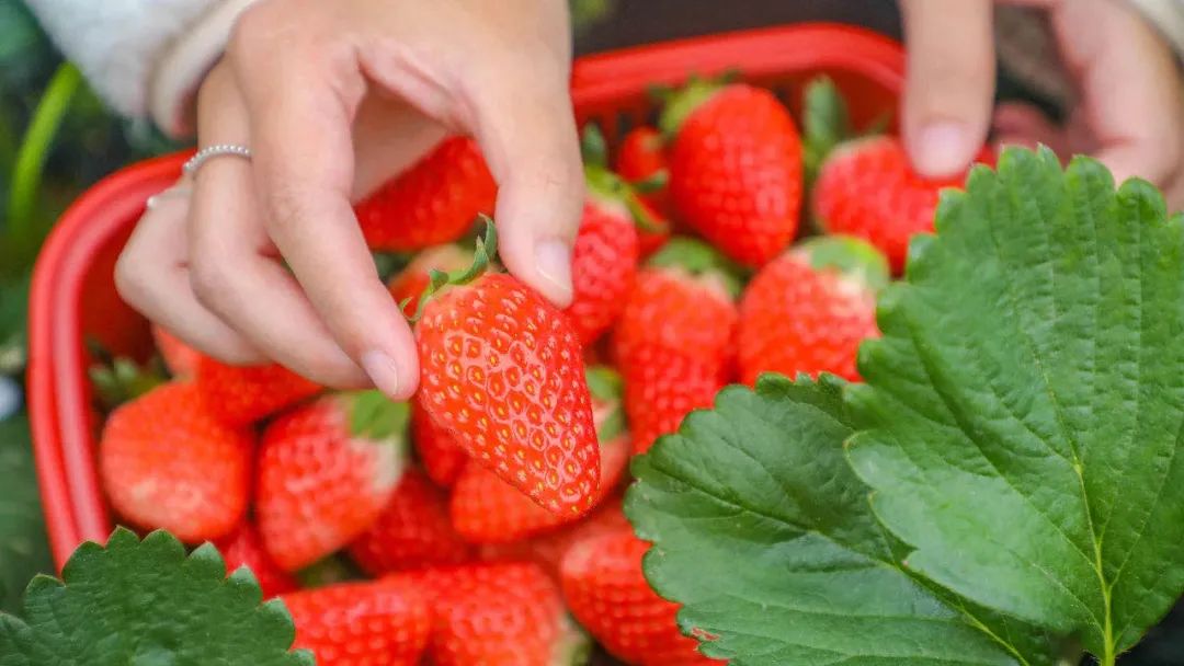 2021元旦假期收官，湖北各市州文旅市场情况综述