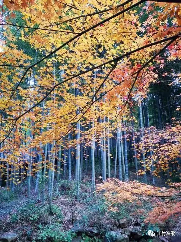 案管，管案，怎样的追风少年？