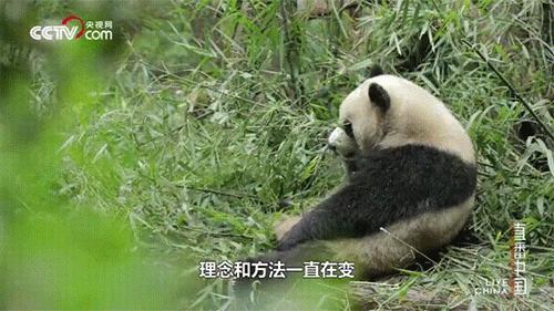 在成都发现一家宝藏酒店,成都市区宝藏酒店