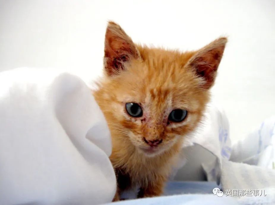 本季最爆新片看得人快窒息了,这部新片只看一遍根本看不懂