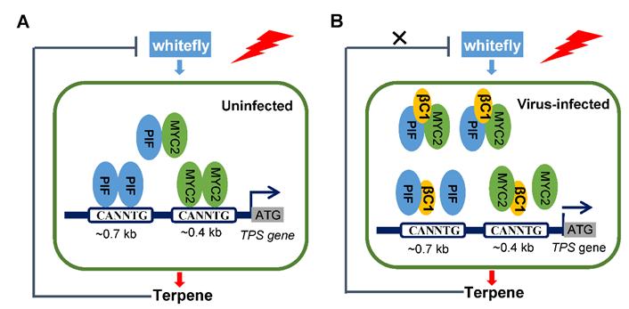 植物会感染新冠病毒吗,植物感染病毒怎么治