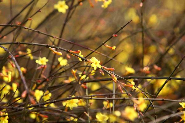 为何今年农历两个立春,为什么明年是双立春