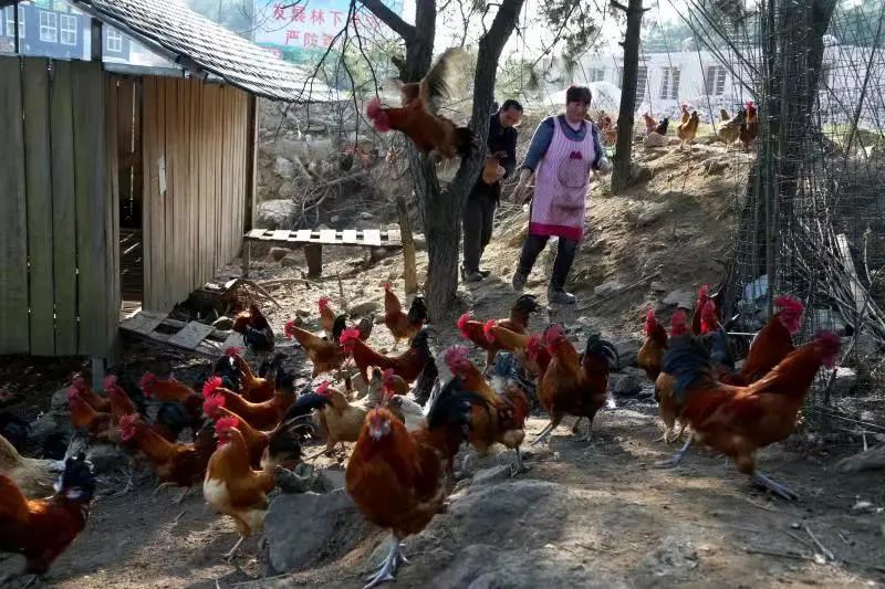 贵州黄平：林下经济产业旺，唱响“山”歌增收曲