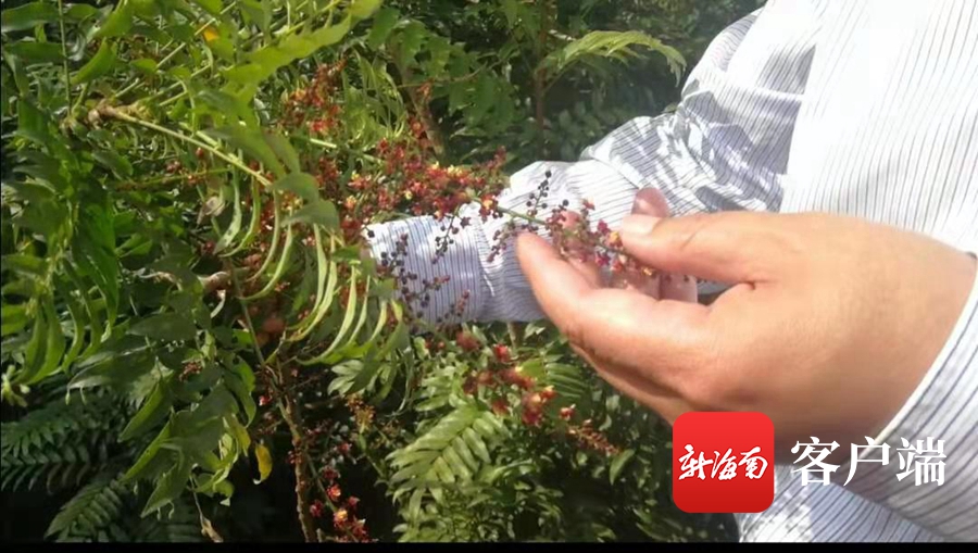 海南稀有物种有哪些,海南濒危植物