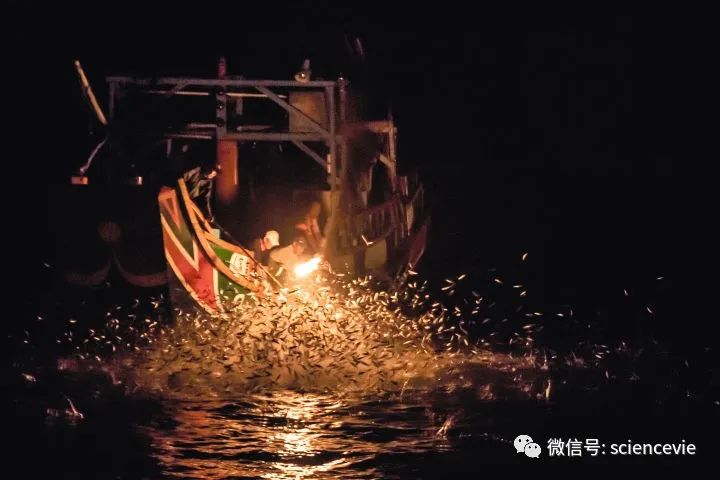 有史以来最简单的捕鱼方式,除了鱼竿还有什么钓具