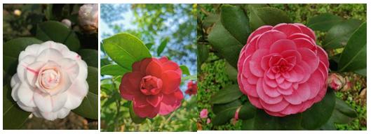 千姿百媚的山茶,千姿百媚的山茶图片