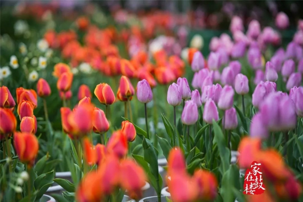 福州郁金香沙滩公园,福州温泉公园郁金香盛开
