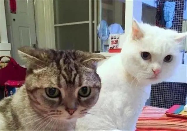 康辉养了几只猫,康辉谈猫落泪