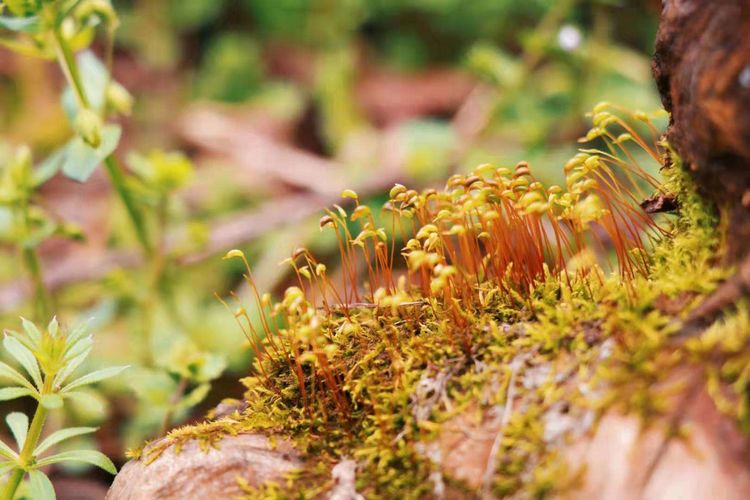 执手春天灼灼其华——咔嚓社最美遇见之寻找校园春意篇